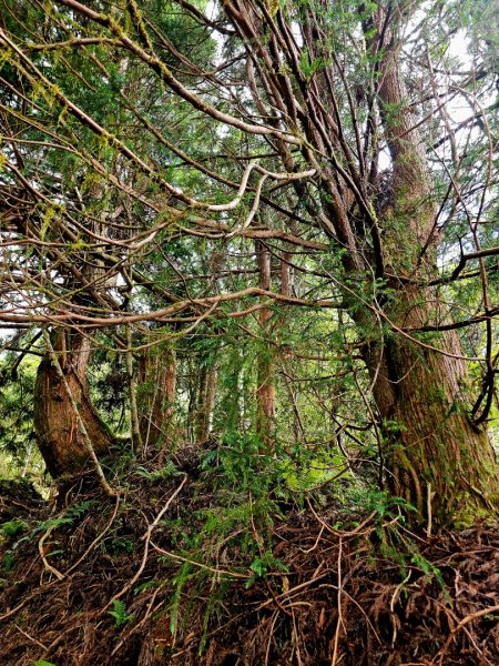 三星山-小百岳#85-宜蘭縣大同鄉2827525