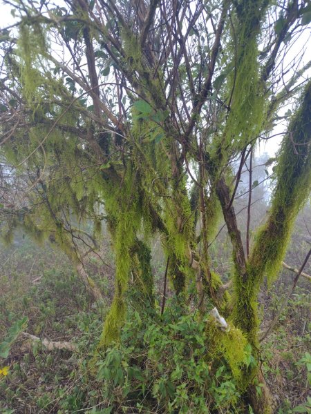 白藍狐貍出狐貍尾/狐貍縱走2796285