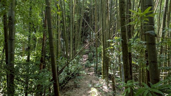 鳳凰山步道（溪頭）2838219