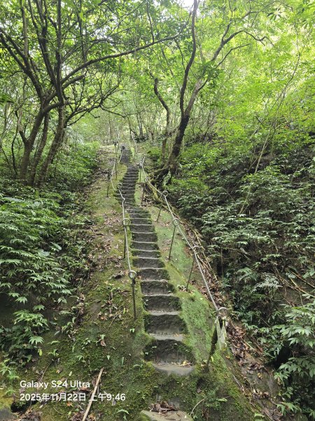 2025-11-22微笑山線：【五分山系】平溪小黃山段2943296