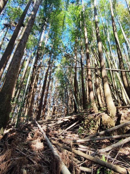 大雪山長壽三崠2691108