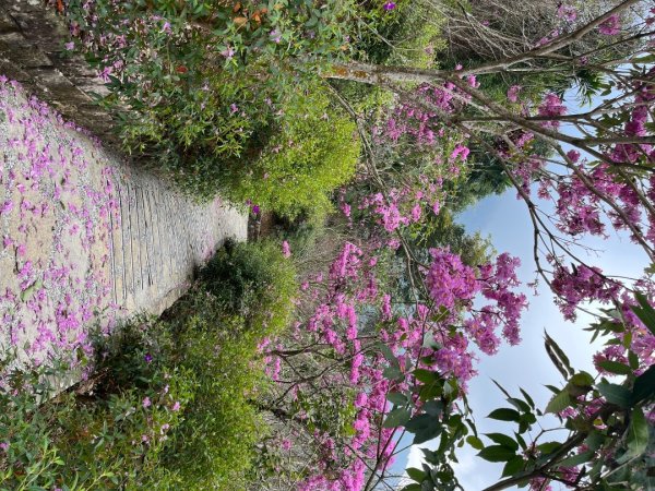 20231214_ 竹子尖山（台南小百岳）2763207