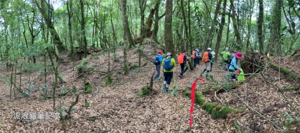 【羅馬縱走】山林巨木饗宴，夏季避暑的縱走路線2888203