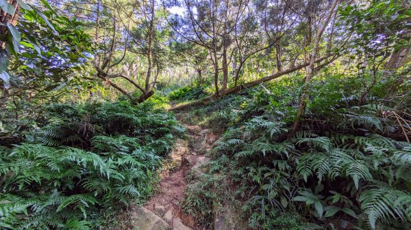 清修宮,鵲子山,跑馬古道2394403