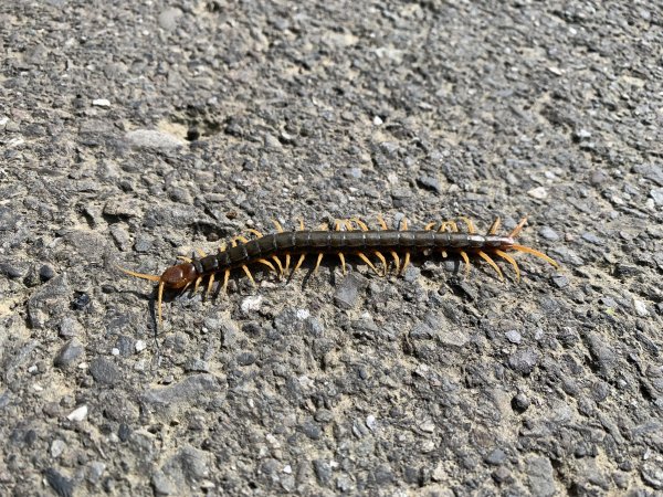 20240608高雄北旗尾南山-北旗尾山-旗尾山2523607