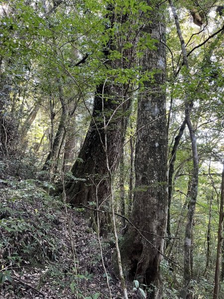 雪見大板根2959264