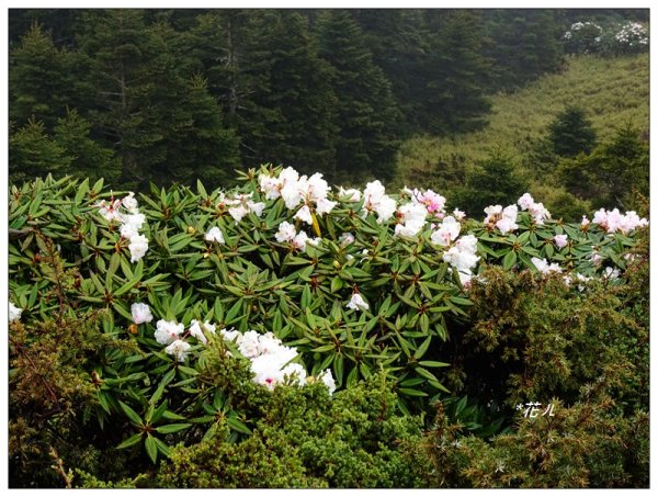 合歡石門山步道907852