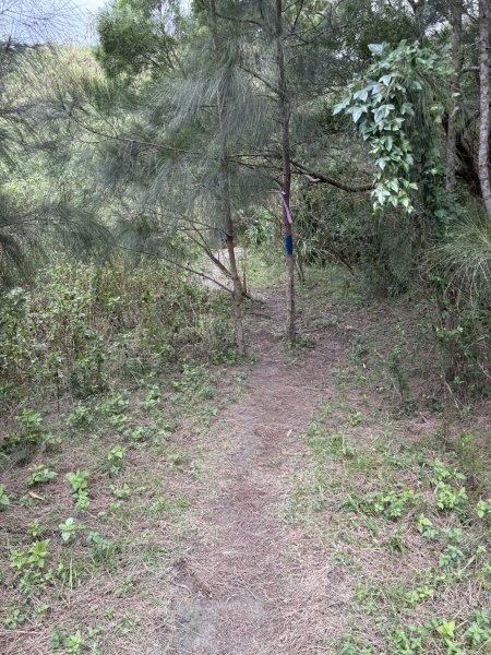 20251129大山母山步道2951868