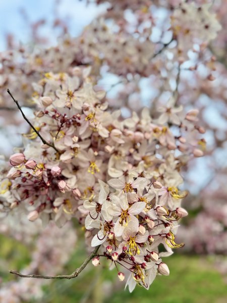 楠西悠遊(鹿陶洋.爐芝潭山)  2026.3.263027453