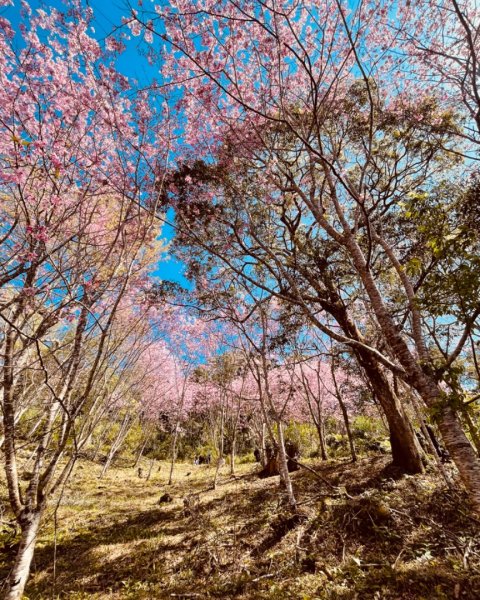 復興鄉悠然秘境櫻花🌸林野餐🧺2722999