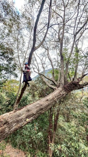 20251219八仙山+佳保台山(谷關三雌)2974411