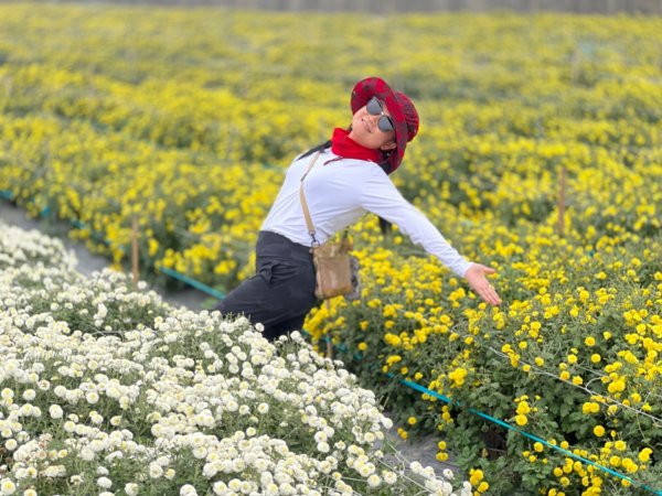 小百岳關刀山889m+銅鑼杭菊1924071