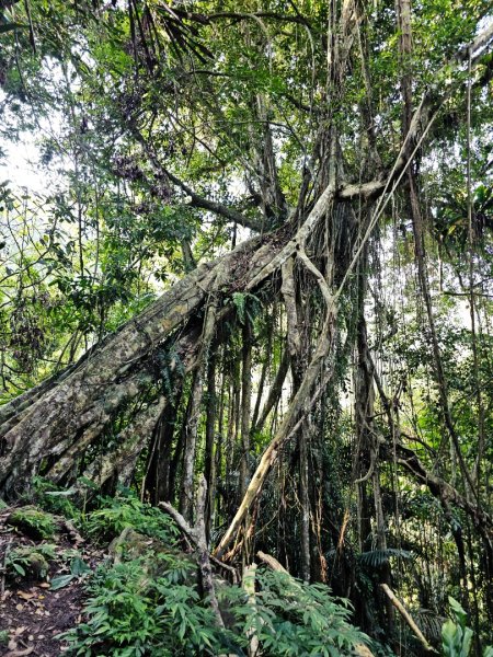 八里灣山-小百岳#91-花蓮縣豐濱鄉3019226