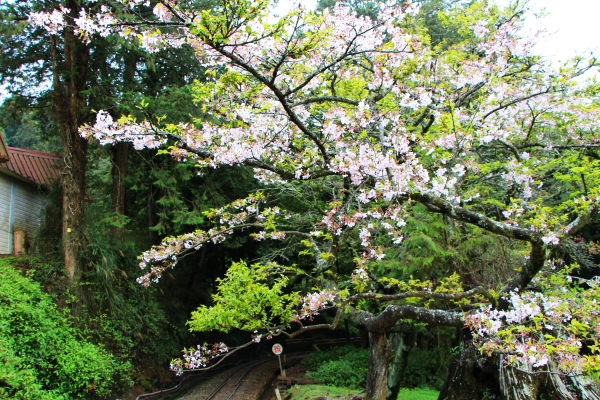 阿里山櫻花 唯美詩韻 ~ 高山+鐵道+神木+湖水 ...265501