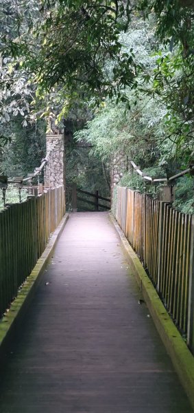 2023-11-25溪頭鳳凰山步道2361038