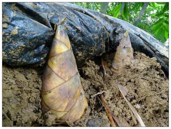 大坑/觀音山(小百岳)626920