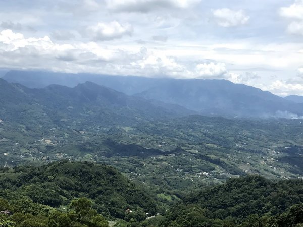 薑麻園桐花步道202006271965417