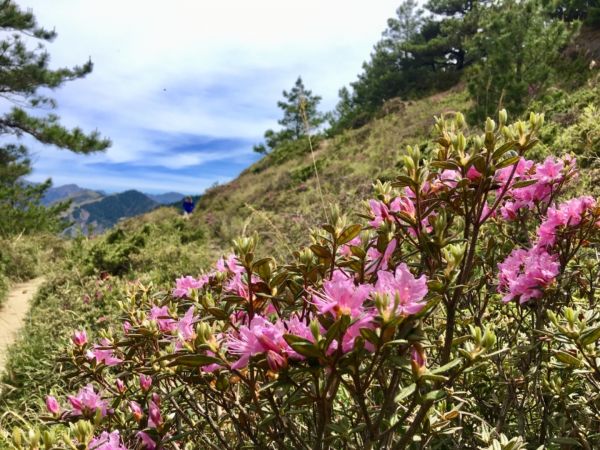 1070526合歡北峰杜鵑花343254