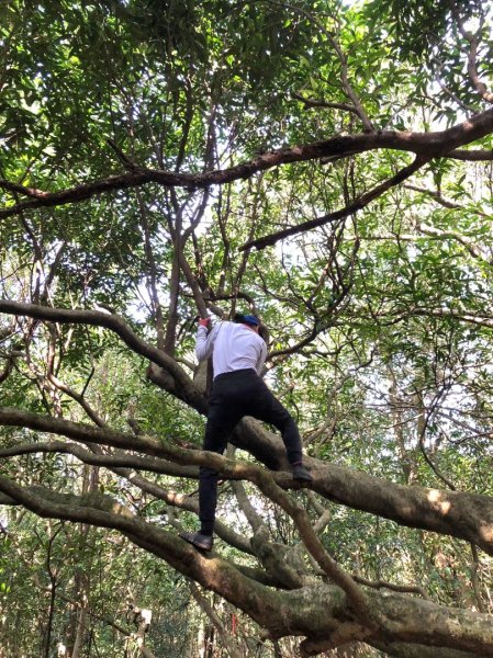 東勢大崙、東勢坑山、觀音湖山O走2986324