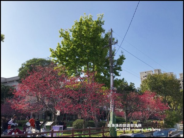桃園。中壢莒光公園八重櫻熱烈綻放中856104