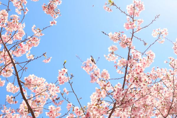 拉拉山的櫻花286600