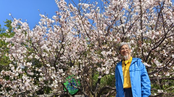 #中山樓 #陽明公園 #十八份 #墨染櫻 #吉野櫻 #唐棉 #小實女貞 #大紅蛺蝶 #夕陽 3/13017014