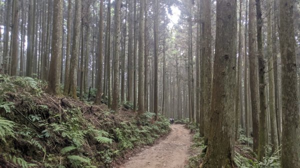 【新竹】五峰鵝公髻山｜小百岳