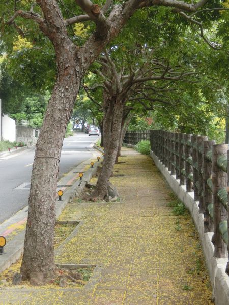 忠義山．雕塑公園．關渡親山步道174122