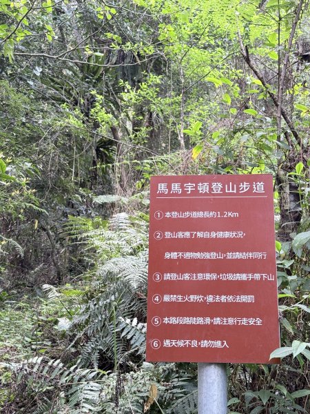 完登新南橫三星-馬馬宇頓山   2026.3.273027489