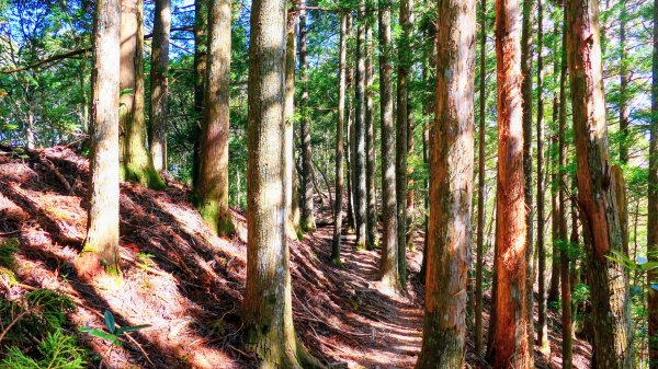 油羅山(一上三下)2959150