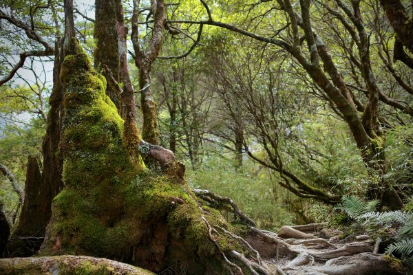 奇萊主北：奇萊北峰、月形池1322912