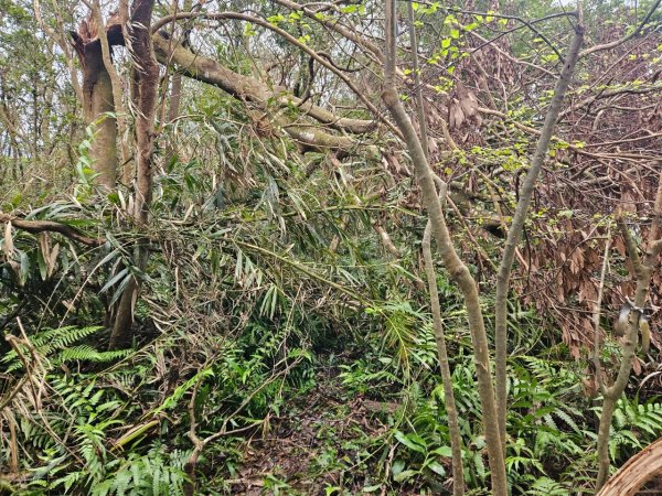 20241222冷飯坑山-楓子林山-烏月山群峰-昇高坑山-竹麻寮山2674714