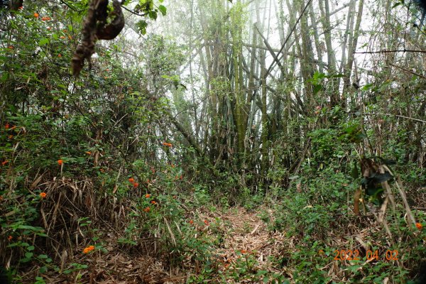 臺南 龍崎 烏山頭山(龍船窩山)1663627