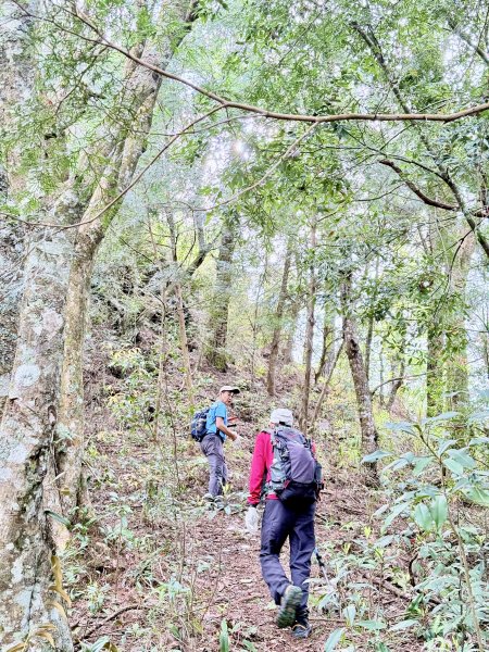 奧萬大登合流點山順撿楓樹林山.獅子頭    2025.3.112734138