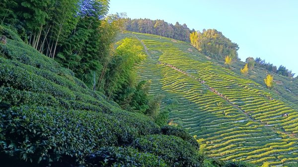 溪頭~金柑樹山/嶺頭山/忘憂森林O形走（沿路竟是耶穌光）1884173