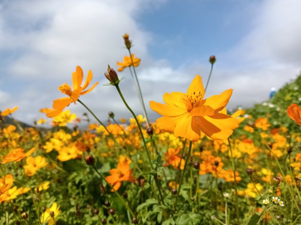 士林區礁坑橋+平溪步道+鵝尾山水田步道+大坪尾山+平菁步道O型2995873