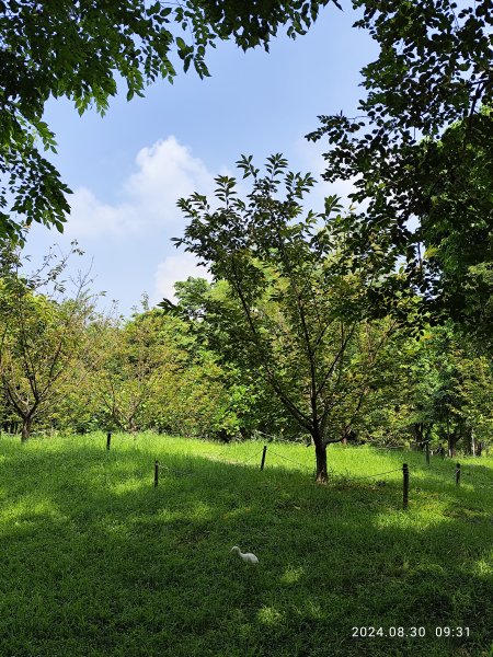 大安森林公園、大港墘公園【走路趣尋寶】【臺北健走趣】2584908