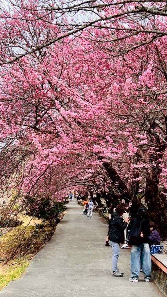 🌈2026.02.14+17武陵櫻花季✨FB：熊熊趴爬走🌈3004318