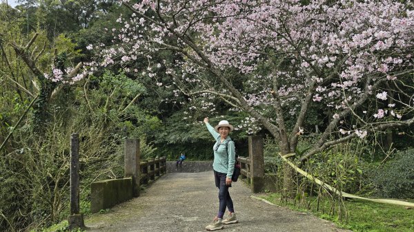 搭公車下車即抵達，台北市賞櫻最後一波，橘咖啡及內厝溪櫻木花廊的吉野櫻即將大爆發，要去要快，大崎頭步道2734714
