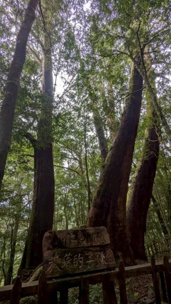 鎮西堡巨木步道群 (B區)2861145