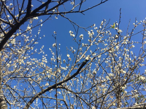 梅花撲鼻香2686616