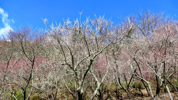 《踏莎行・武陵山櫻》2712469
