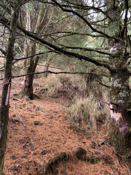 20240210高雄斯拉巴庫山2431553