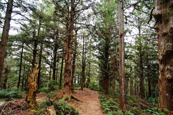 臺中 和平 大崠山、長壽山、醜崠山3028316