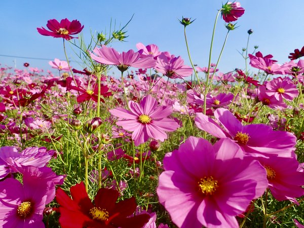 2019新社花海2019/11/12734667