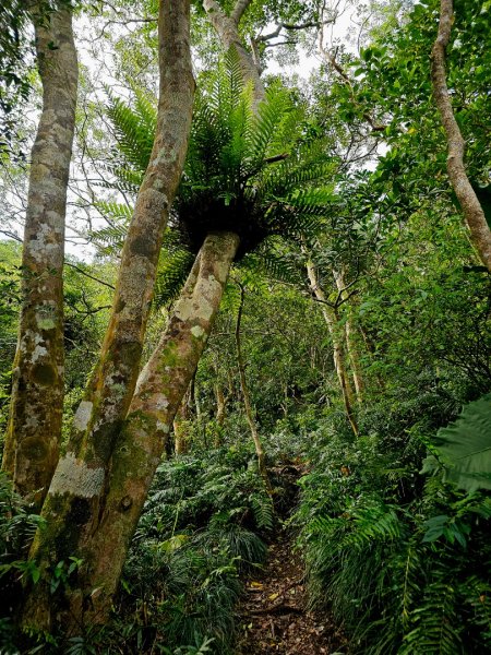 女仍山-小百岳#79-屏東縣獅子鄉2732107