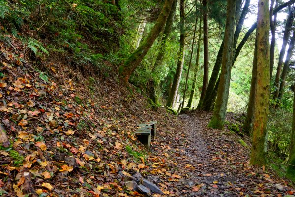 檜山巨木森林步道481534