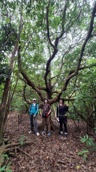 夏季的黃金十稜接九稜下門牙稜C型(草長路荒慎行)2880677