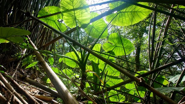 台北狗殷勤古道上平菁42巷下溪山古道賞櫻行2704913