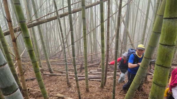 20250209橫沙笛鳶嘴醜肥大西稜O型2709383